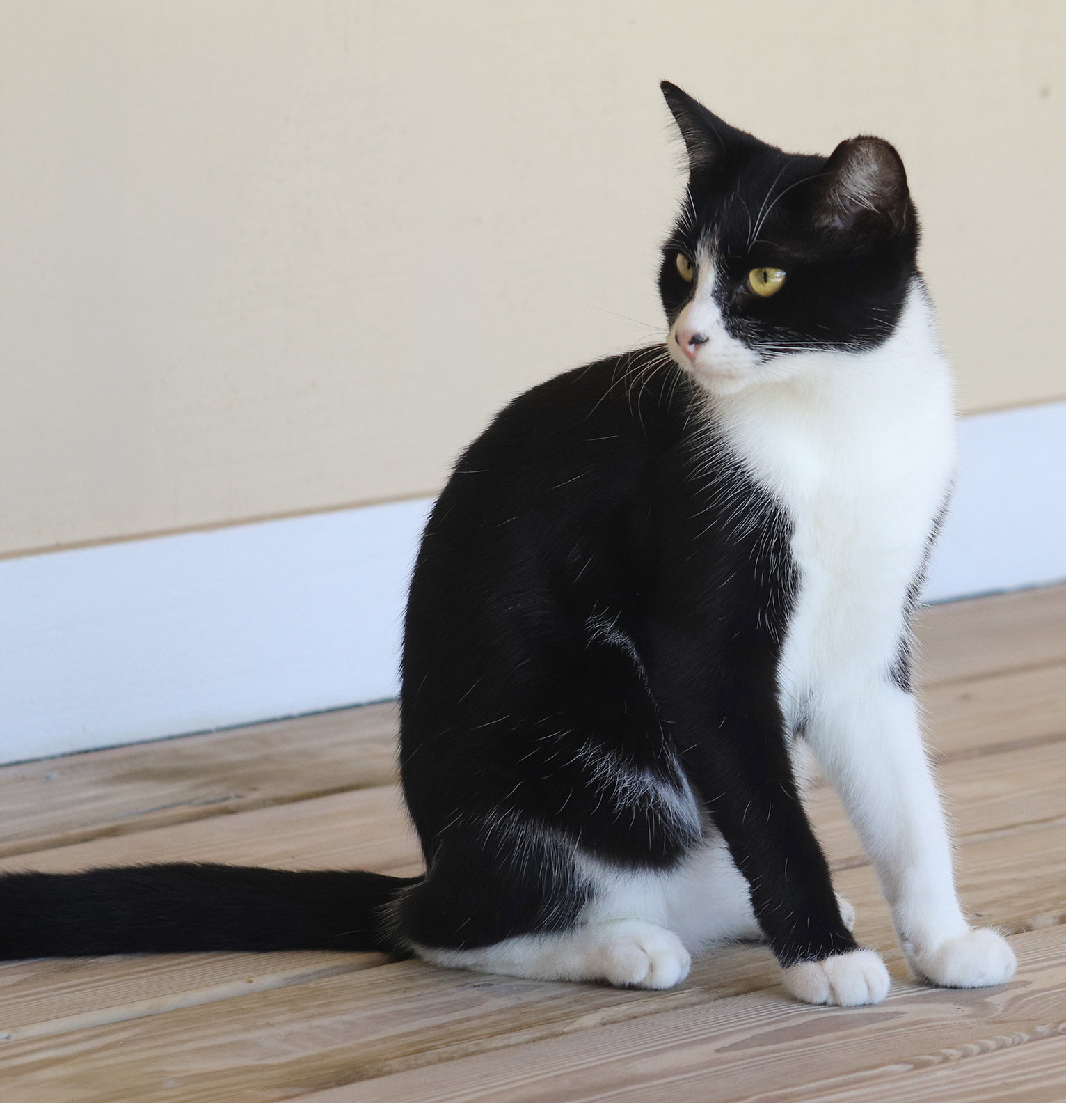 Domino, photo 3