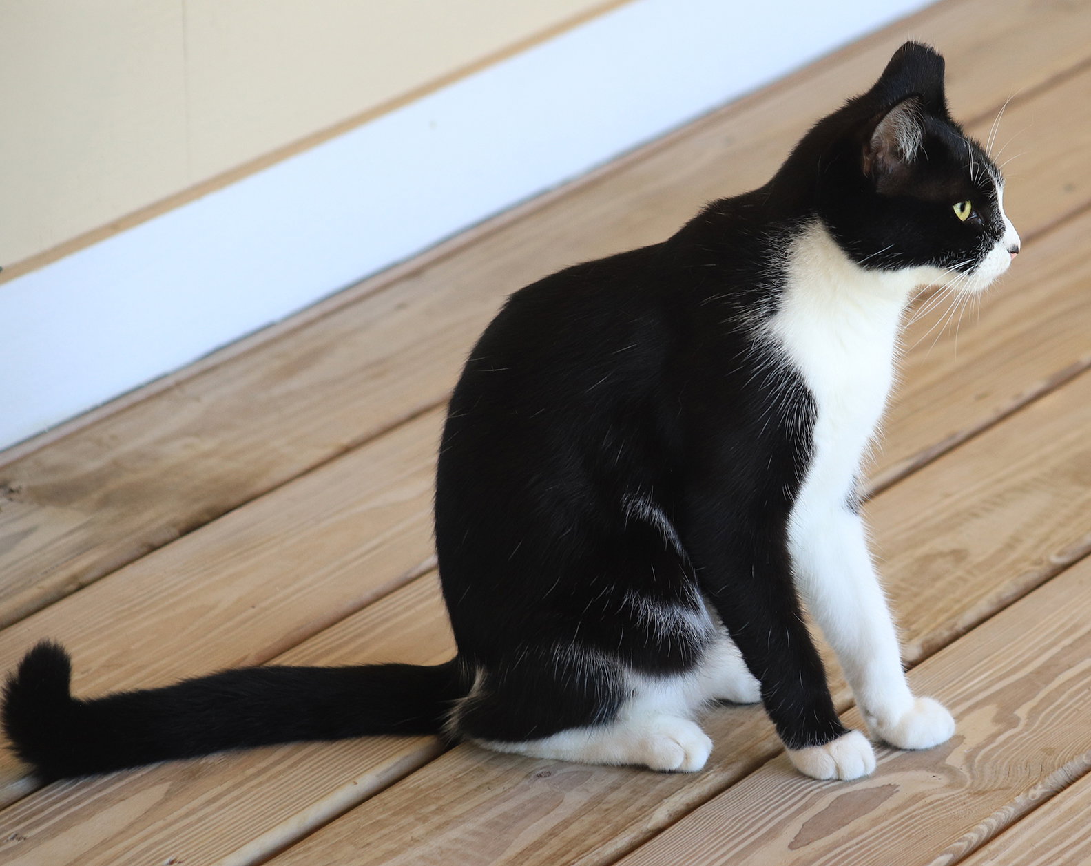 Domino, photo 4