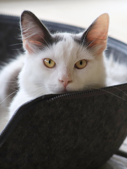 Dos, Young Domestic Medium Hair, cat for adoption in North Port, Florida
