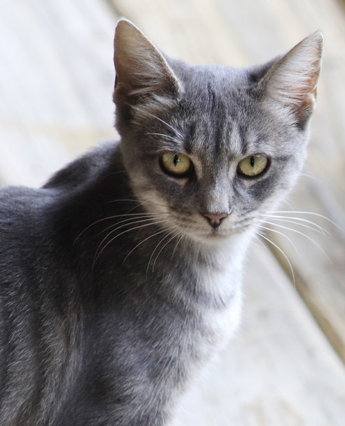 Speck, Young Domestic Short Hair, cat for adoption in North Port, Florida