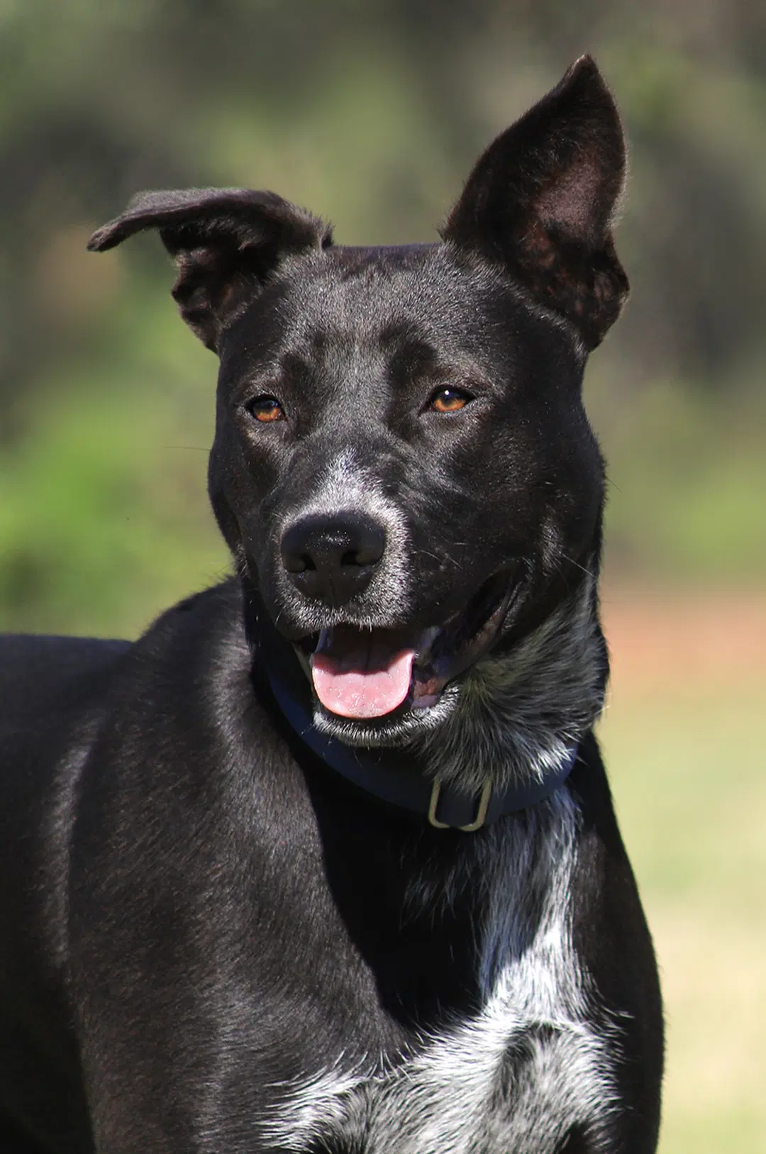 Kobe - Black Mouth Cur