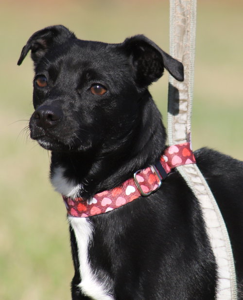 Juliette, a dog for adoption from Animal Refuge Center