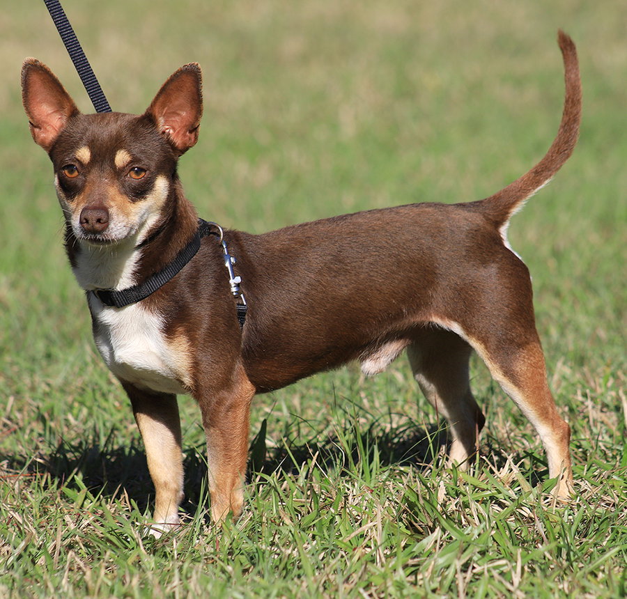 Uno (heartworm treatment)