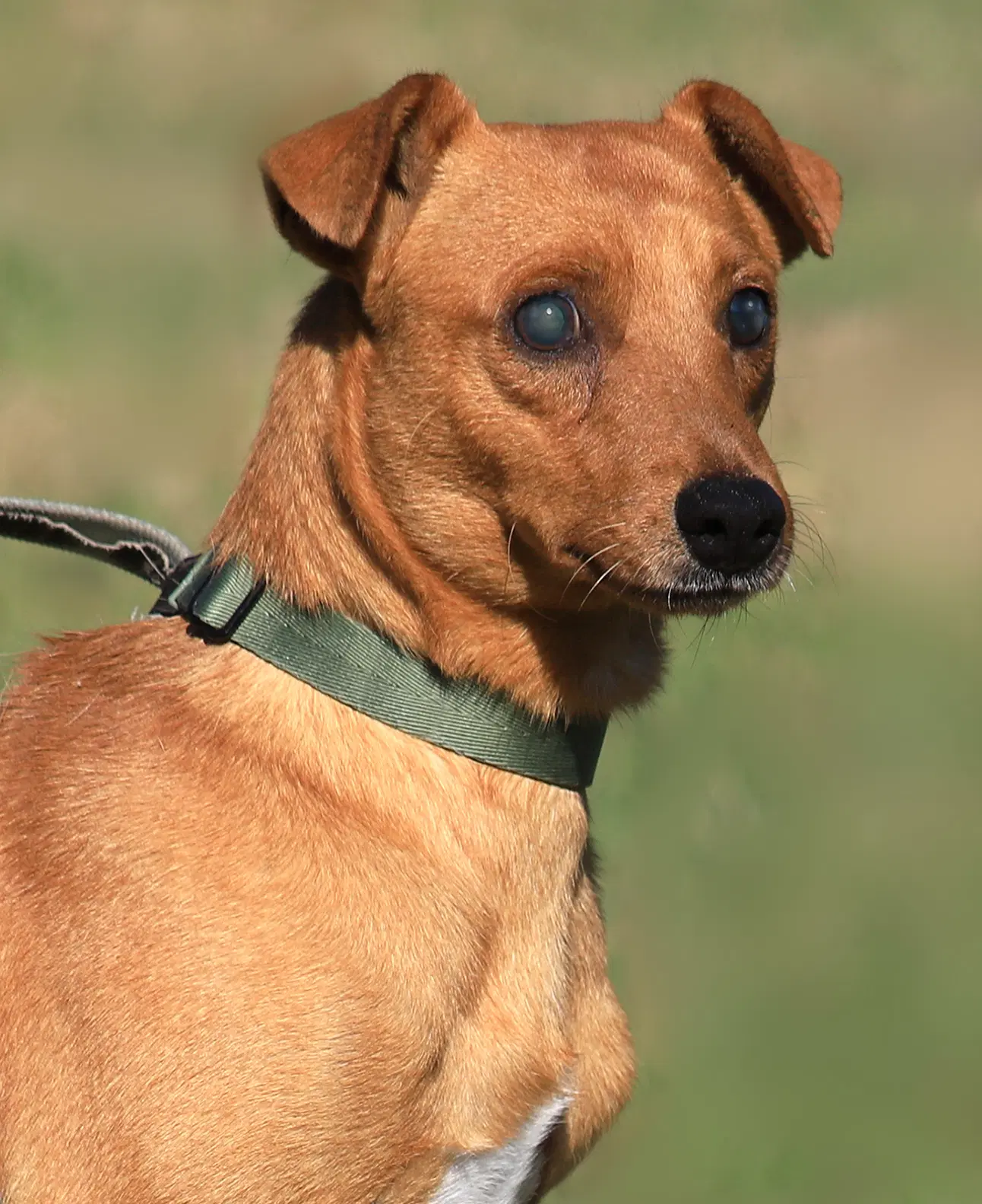 Dixon Hwt Medical Hold - Hound