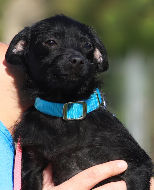 Bingo (HWT Medical Hold), an adoptable Chihuahua in North Fort Myers, FL