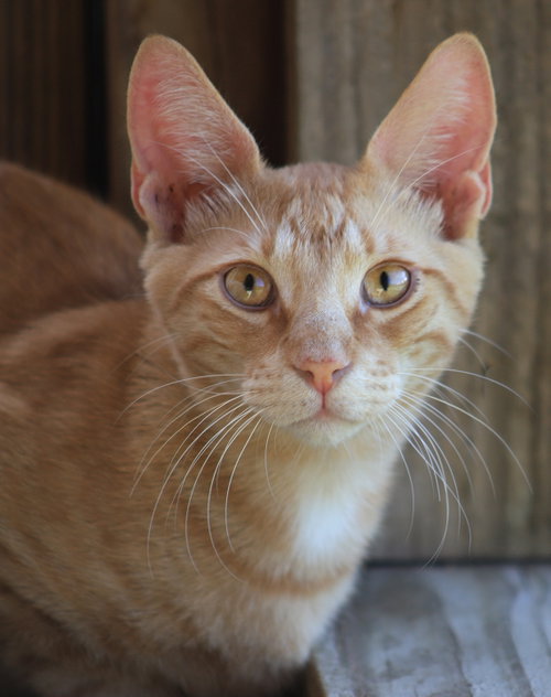Alex, Young Domestic Short Hair, cat for adoption in North Port, Florida