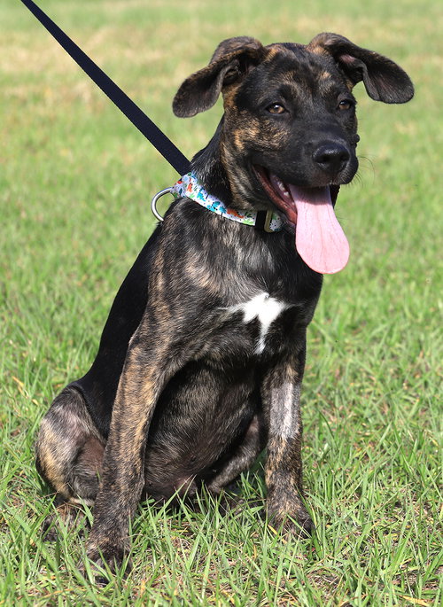 Aidan, an adoptable Chihuahua in North Fort Myers, FL