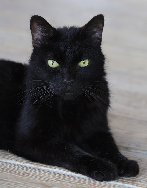 Charlotte, an adoptable Domestic Medium Hair in North Fort Myers, FL