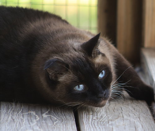 Ming, an adoptable Siamese in North Fort Myers, FL