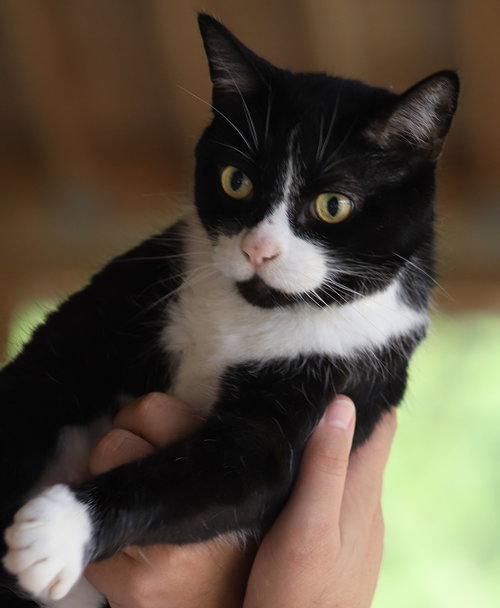 Milo, an adoptable Domestic Short Hair in North Fort Myers, FL