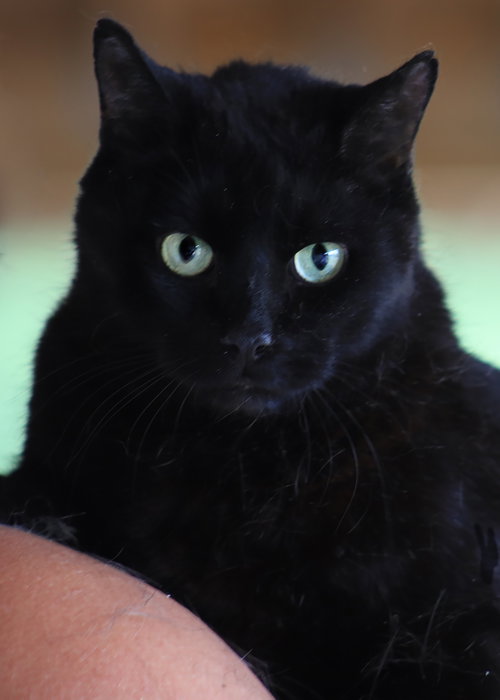 George, an adoptable Domestic Short Hair in North Fort Myers, FL