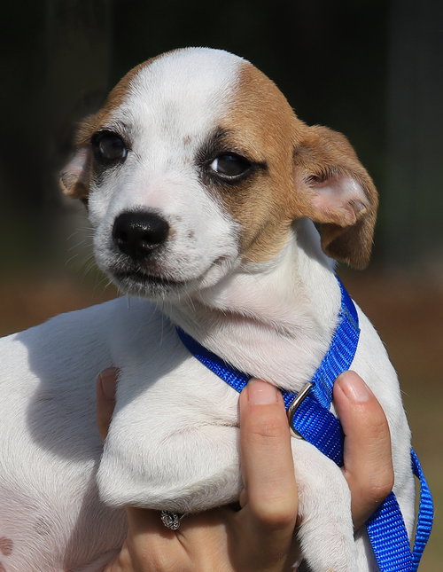 Monkey, an adoptable Chihuahua in North Fort Myers, FL