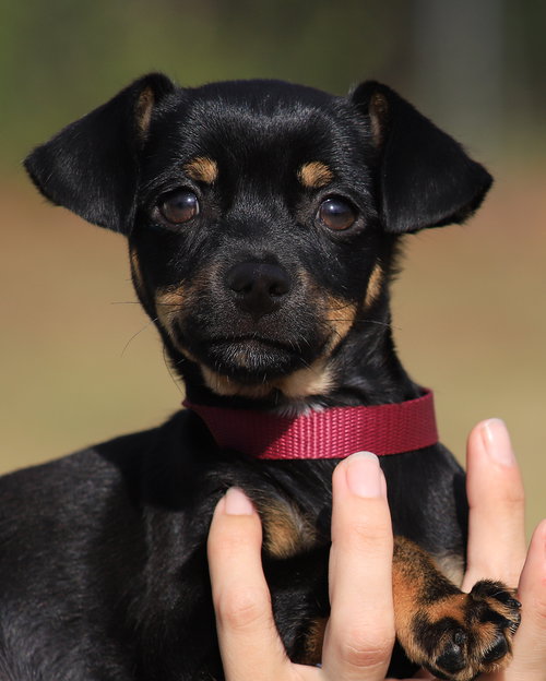 Bear, an adoptable Chihuahua in North Fort Myers, FL