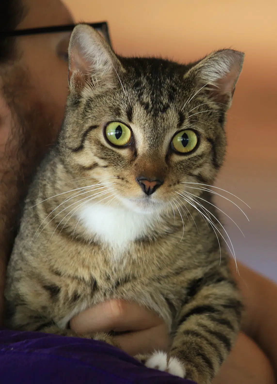 Brownie - Domestic Short Hair