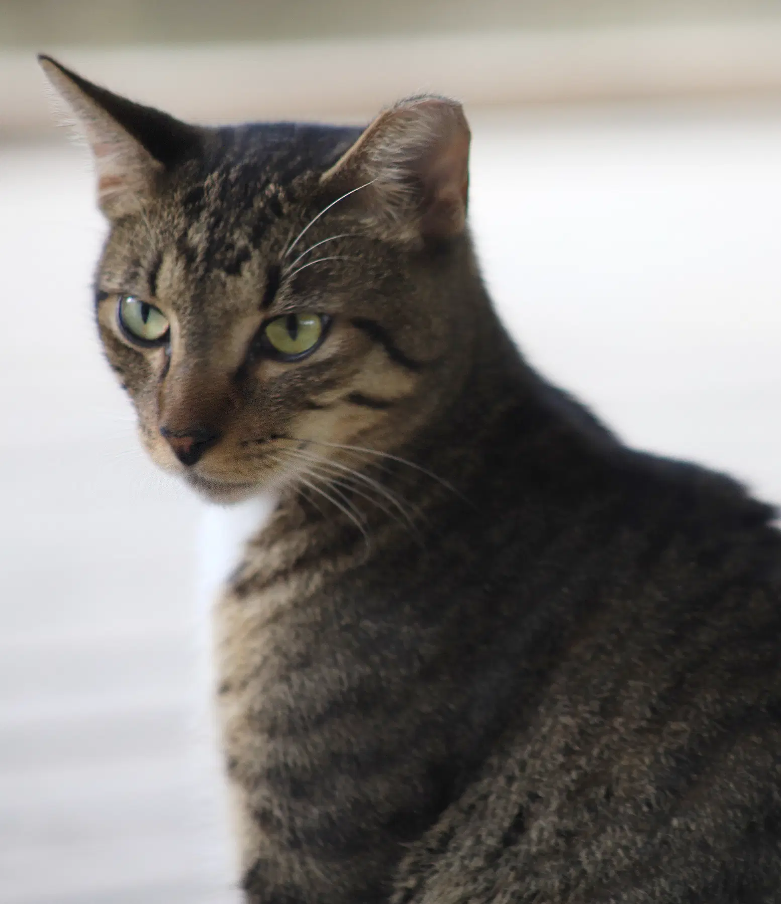 Brownie - Domestic Short Hair