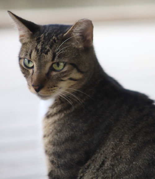 Brownie, a cat for adoption from Animal Refuge Center