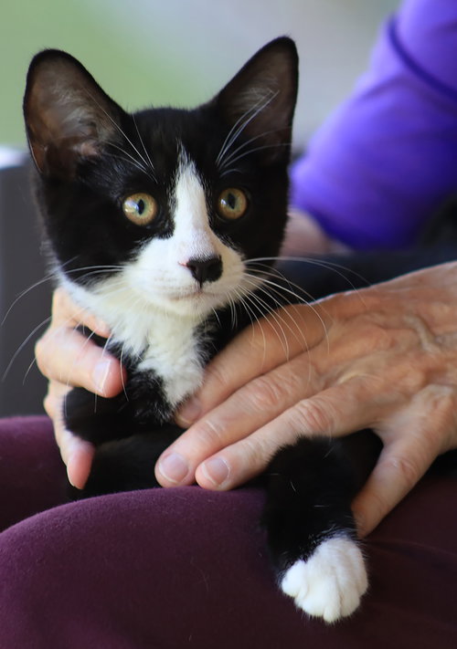 McQuade, an adoptable Domestic Medium Hair in North Fort Myers, FL