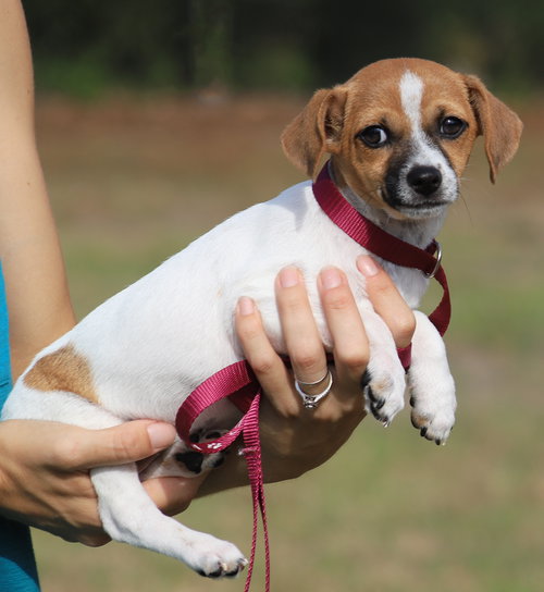 Moose, an adoptable Chihuahua in North Fort Myers, FL