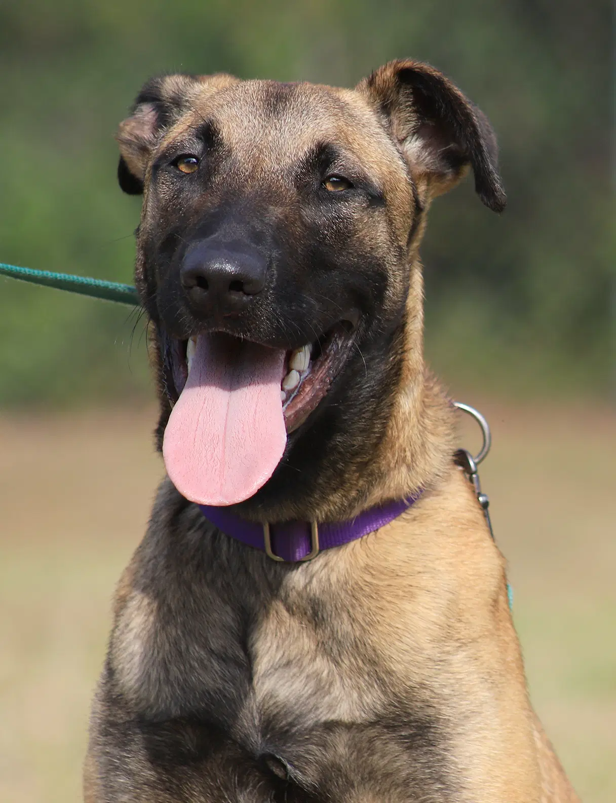 Kira - German Shepherd Dog