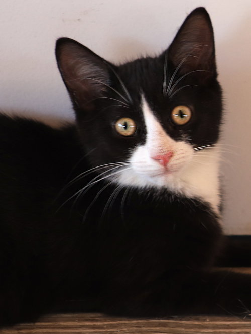 Walker, an adoptable Domestic Short Hair in North Fort Myers, FL