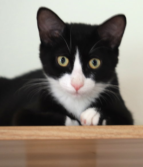 Walker, Baby Domestic Short Hair, cat for adoption in North Fort Myers, Florida