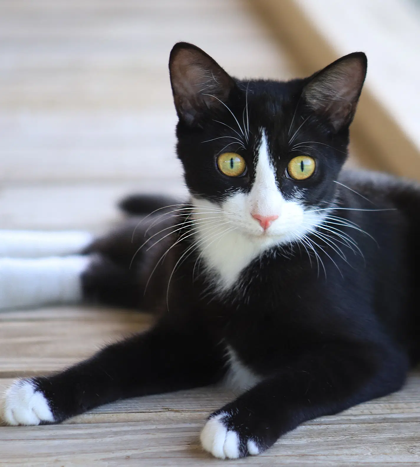 Walker - Domestic Short Hair