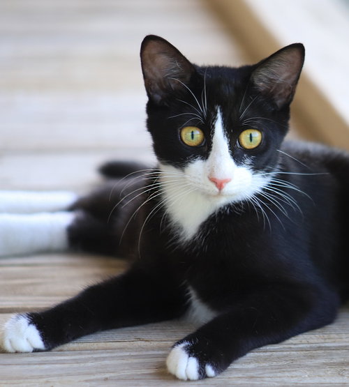 Walker, a cat for adoption from Animal Refuge Center