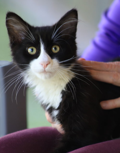 Norris, an adoptable Domestic Medium Hair in North Fort Myers, FL