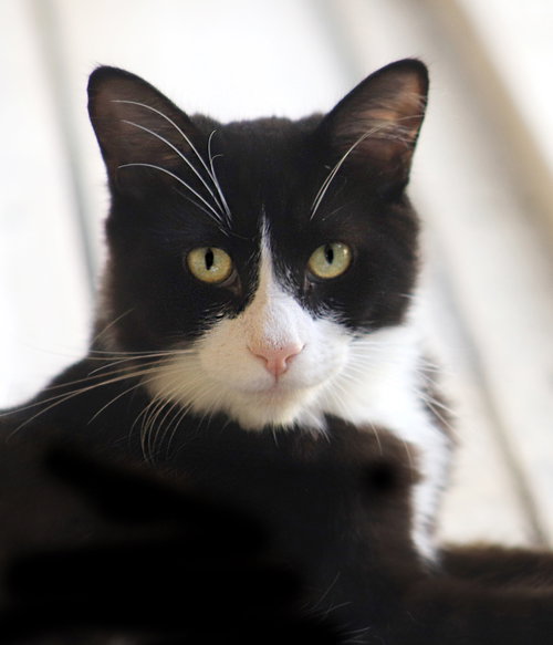 Norris, a cat for adoption from Animal Refuge Center