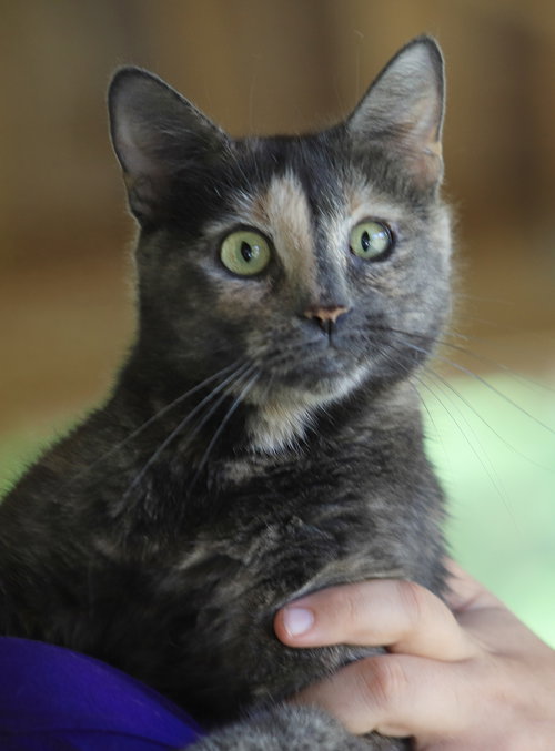 Willow, an adoptable Domestic Short Hair in North Fort Myers, FL