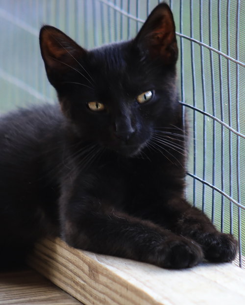 Pluto, an adoptable Domestic Short Hair in North Fort Myers, FL