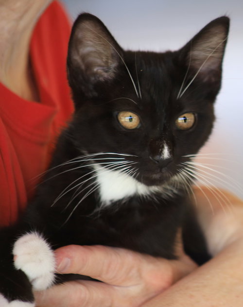 Daisy, an adoptable Domestic Short Hair in North Fort Myers, FL