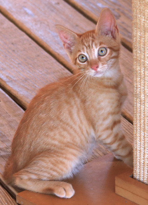 Cayenne, an adoptable Domestic Short Hair in North Fort Myers, FL