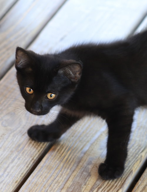 Bob photo 2