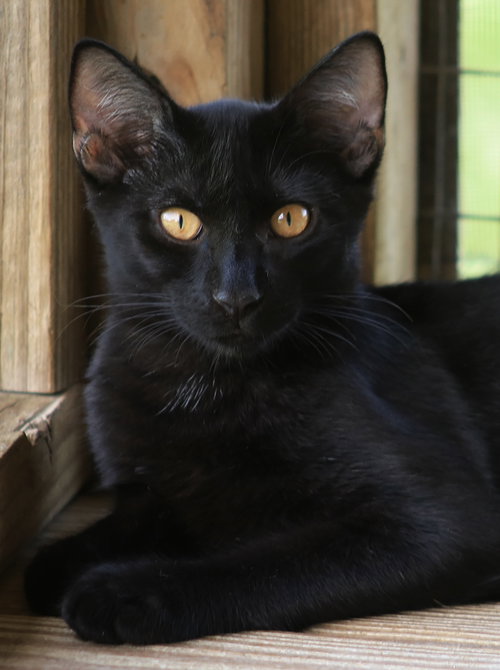 Bob, a cat for adoption from Animal Refuge Center