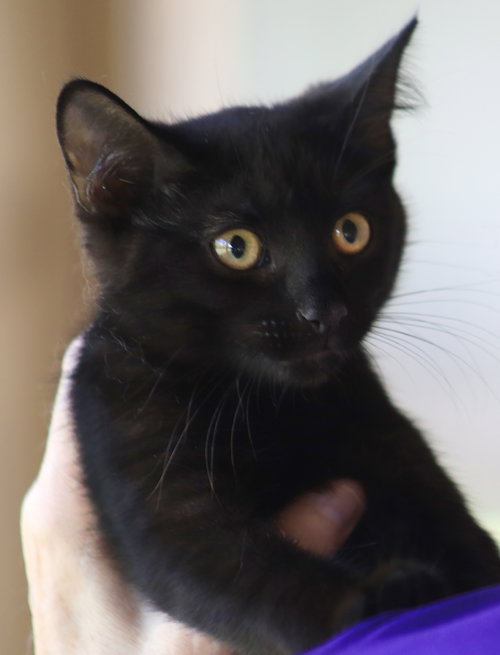 Photo 2 of Buttercup
