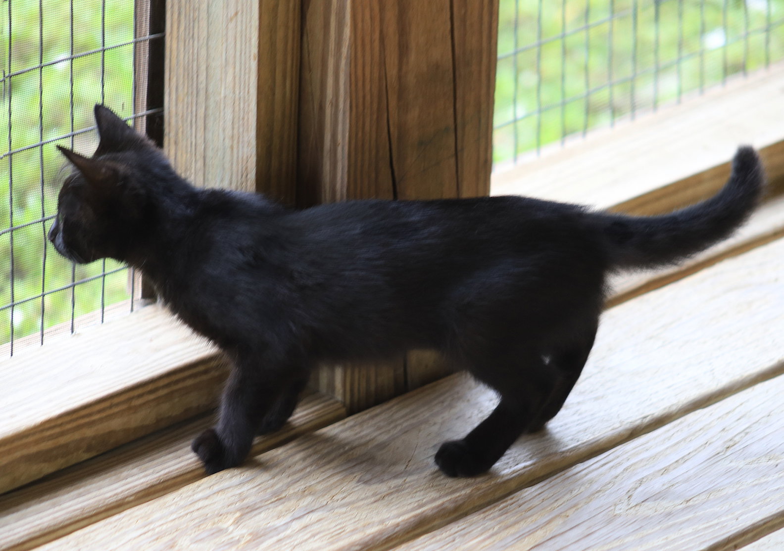 Buttercup, photo 3