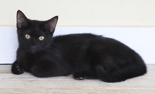 Photo 4 of Buttercup