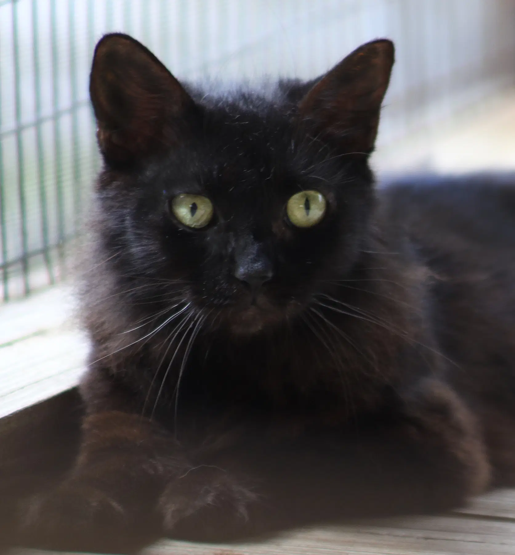 Margarita - Domestic Short Hair