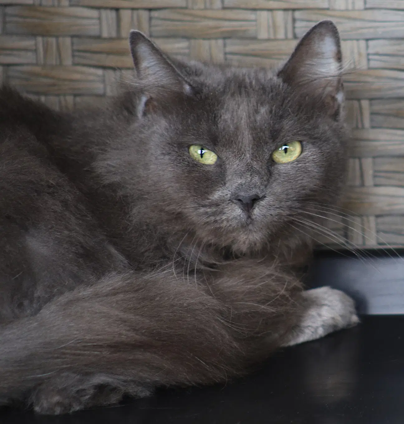 Claudia - Domestic Short Hair