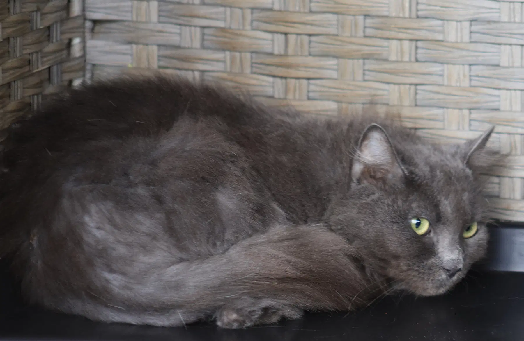 Claudia image 2