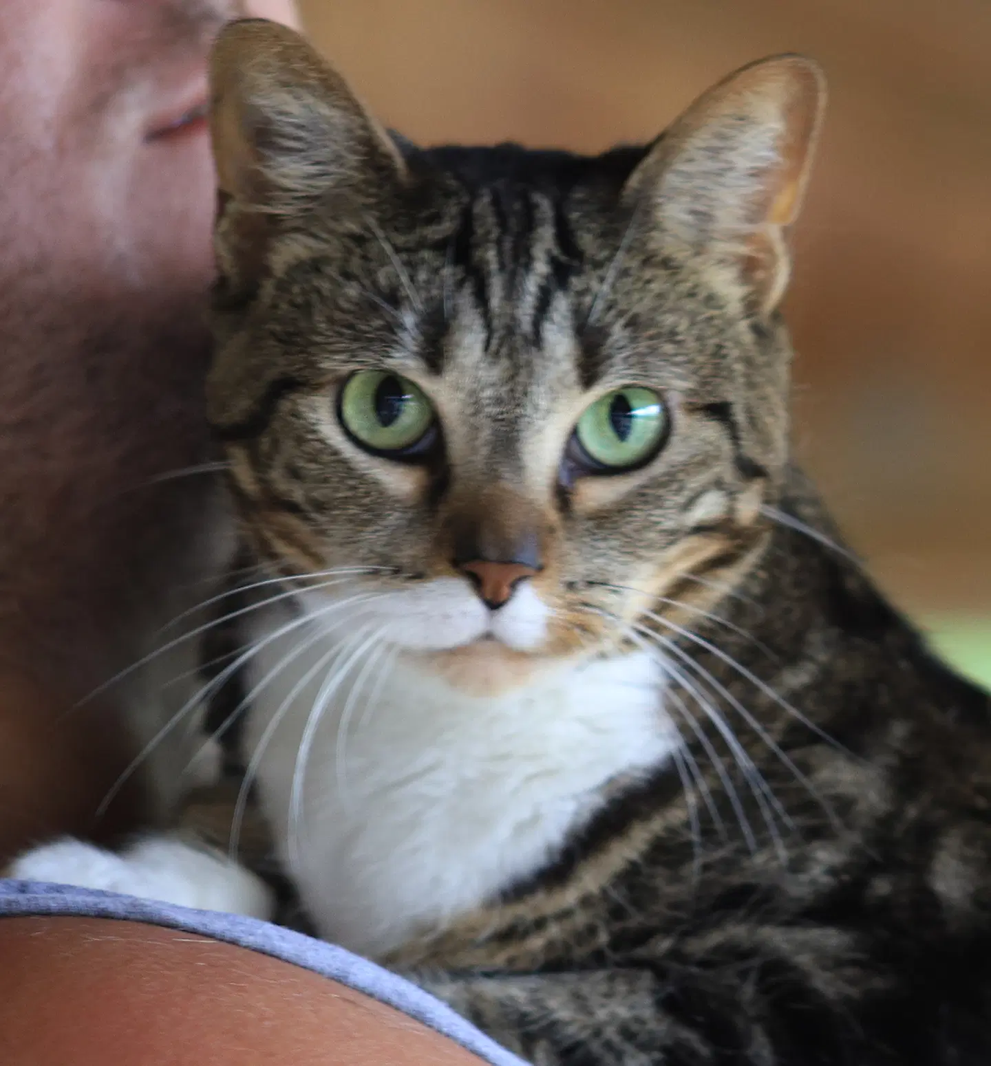 Angela - Domestic Short Hair