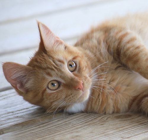 Jasper