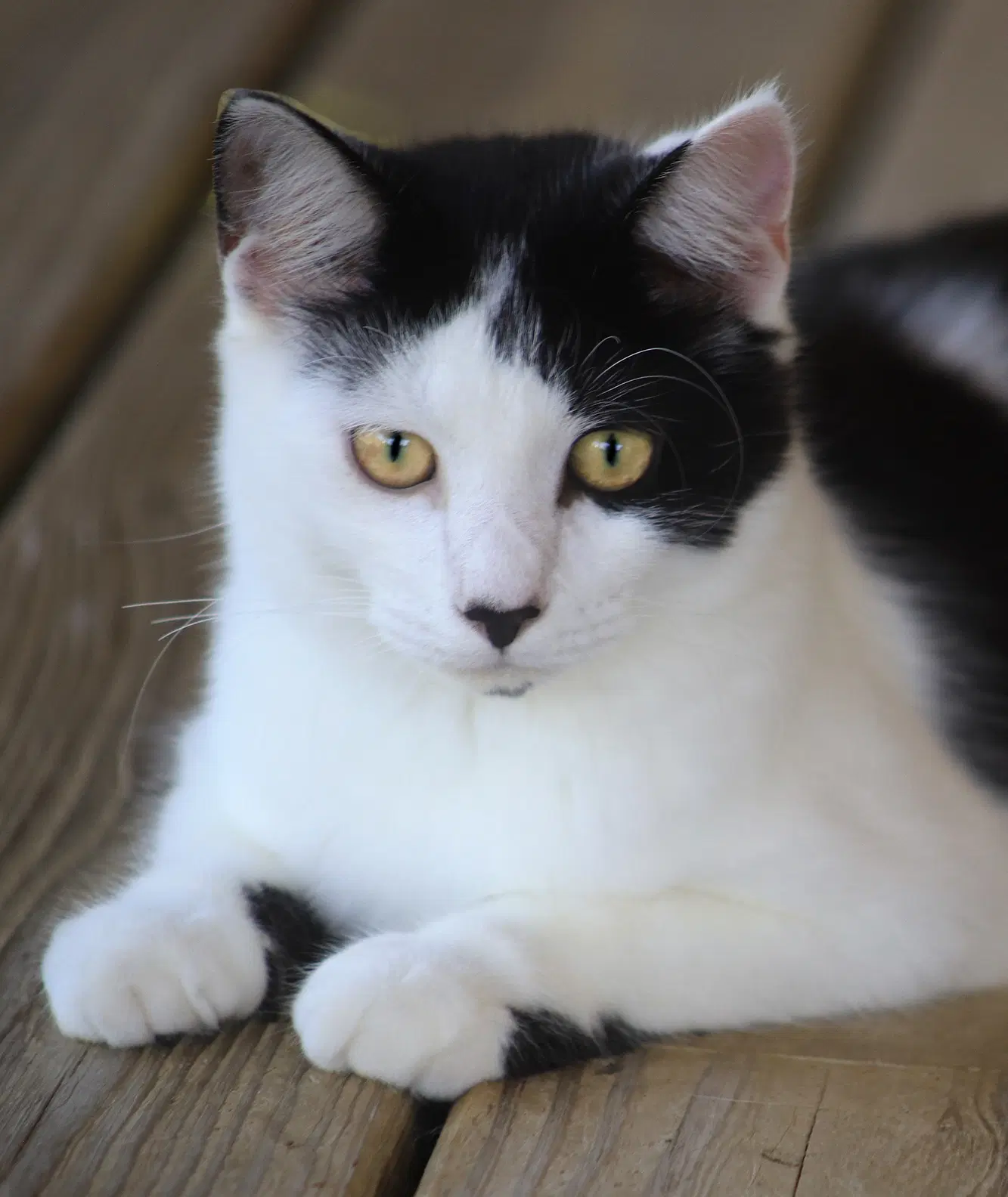 Pyrite - Domestic Medium Hair