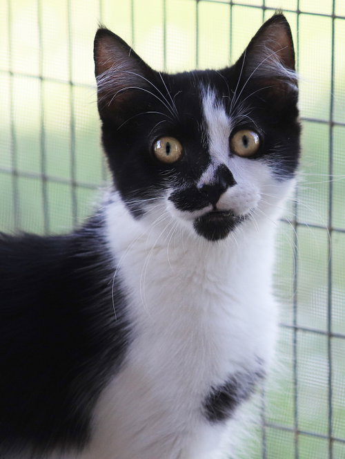 Crystal, Baby Domestic Medium Hair, cat for adoption in North Port, Florida