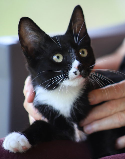 Marie, an adoptable Domestic Medium Hair in North Fort Myers, FL
