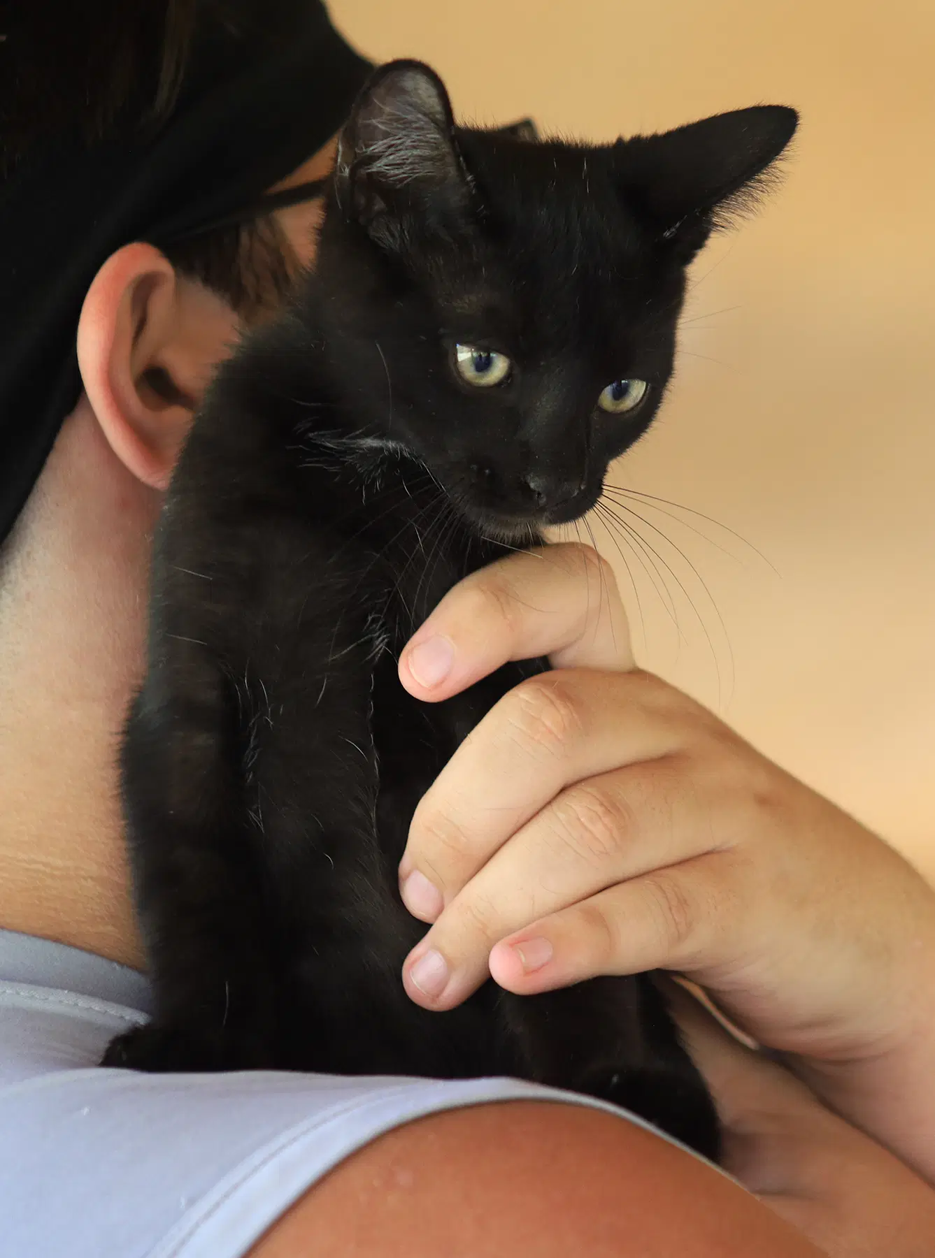 Socrates - Domestic Medium Hair