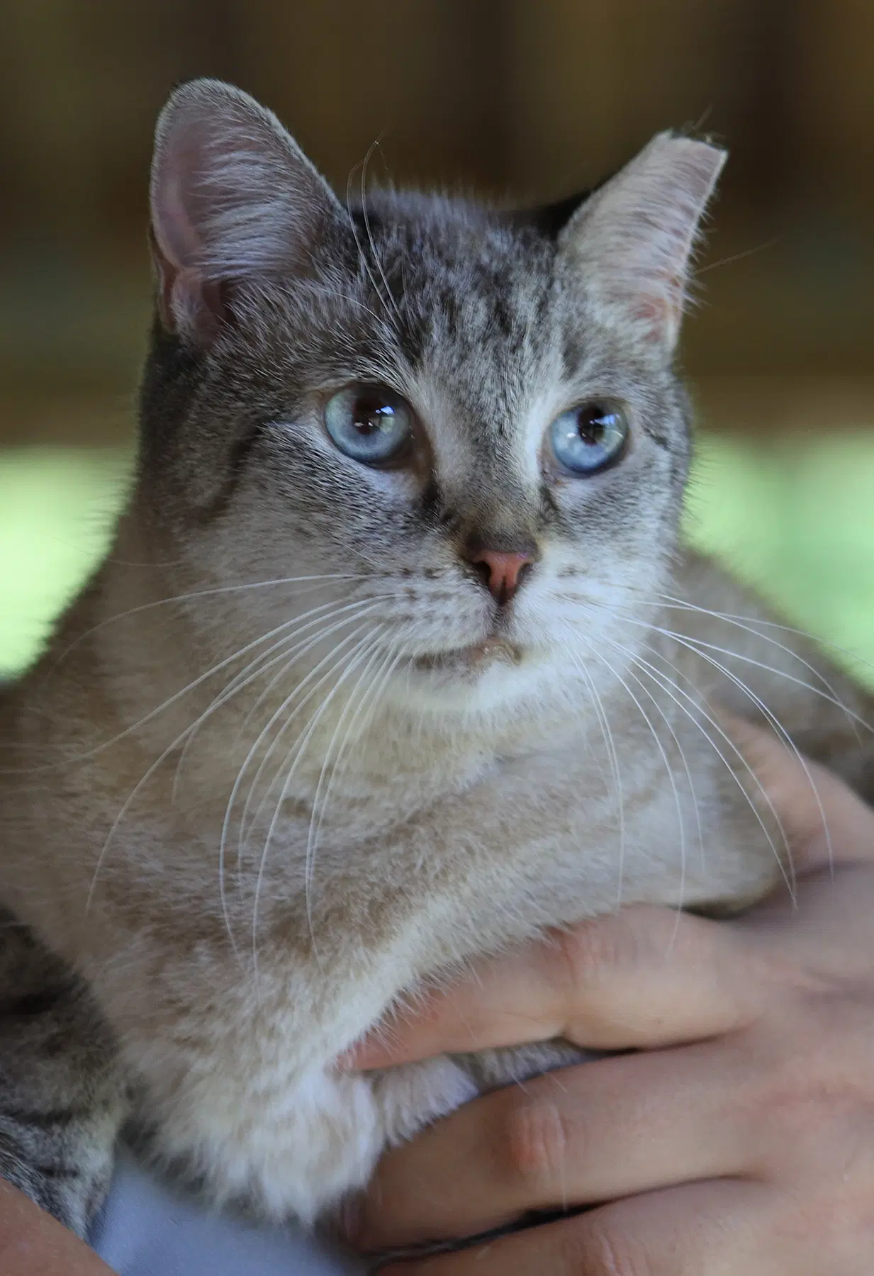 Lilac - Siamese