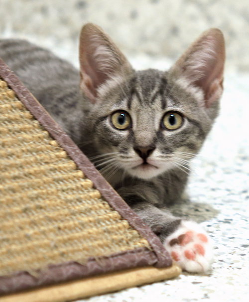 Oy, Baby Domestic Short Hair, cat for adoption in North Fort Myers, Florida
