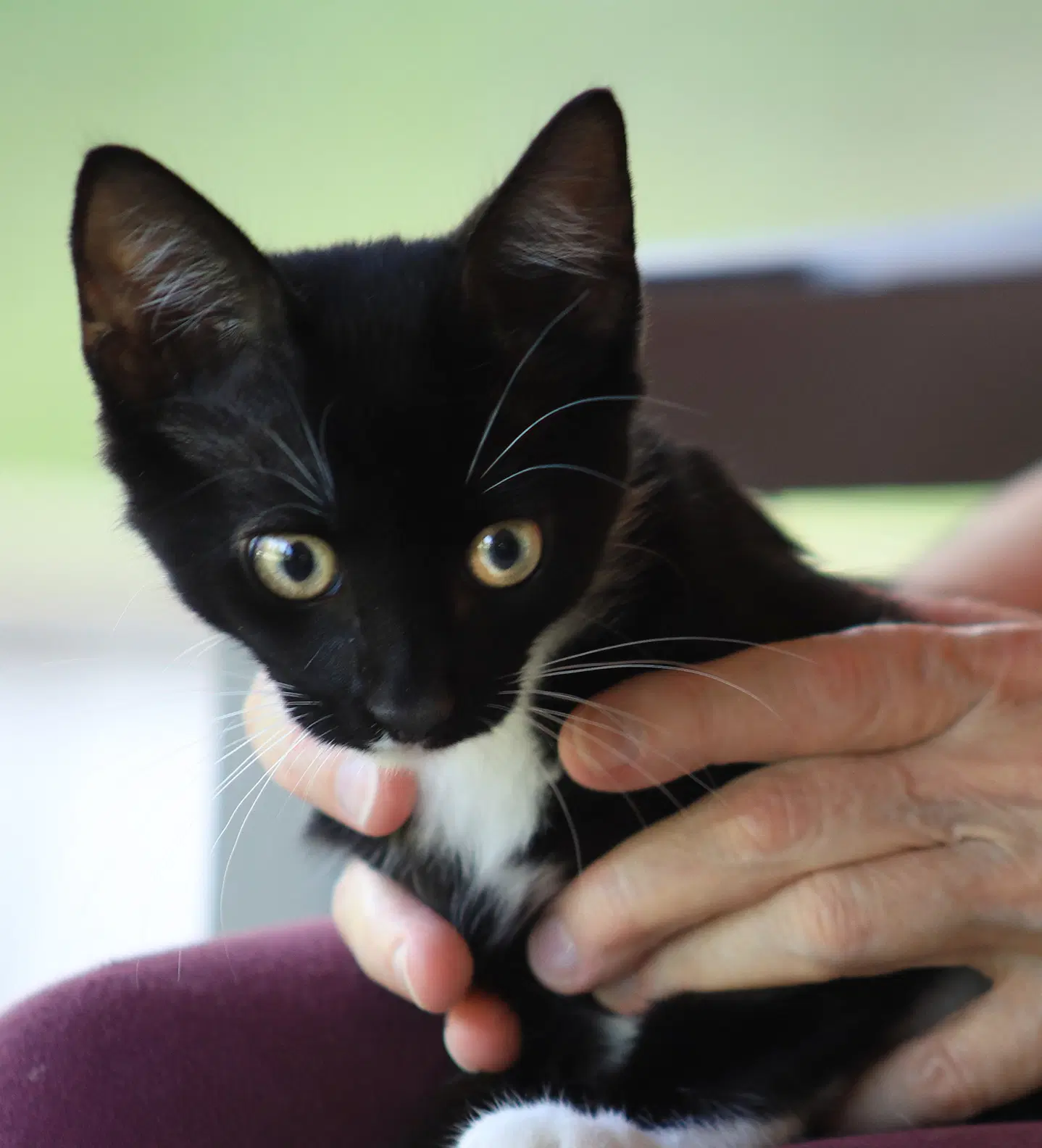 Roland - Domestic Short Hair